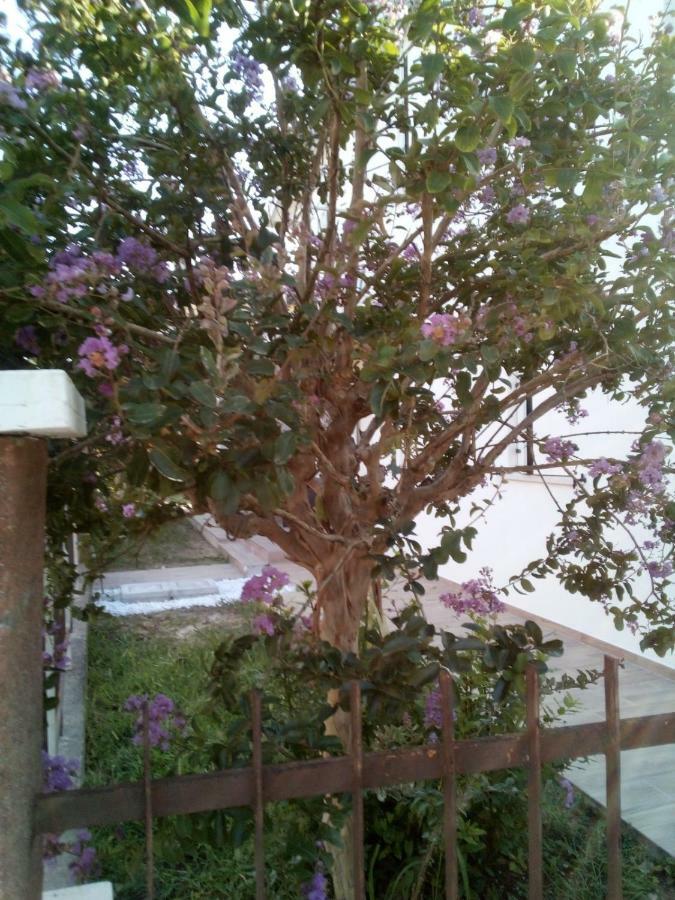 The Judas Trees Mestre Eksteriør billede